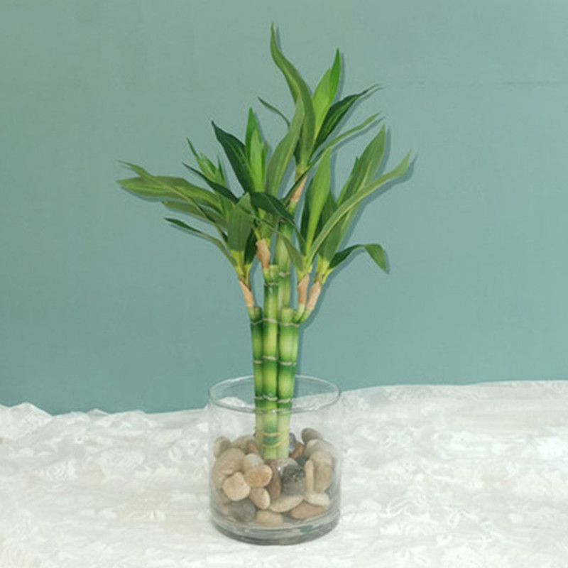 Tanaman Bambu Keberuntungan Bu - Succulent Set ulasan dan harga