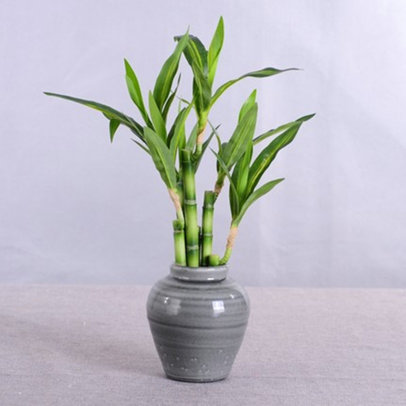 Tanaman Bambu Keberuntungan Bu - Succulent Set ulasan dan harga