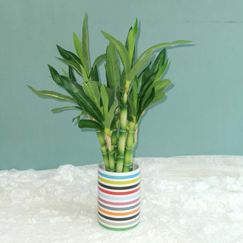 Tanaman Bambu Keberuntungan Bu - Succulent Set ulasan dan harga