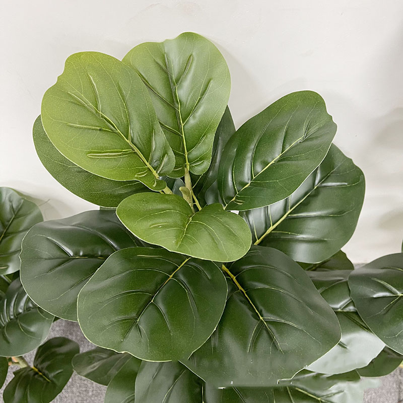 Tanaman pohon Ficus besar 59in - Fiddle Leaf Fig ulasan dan harga