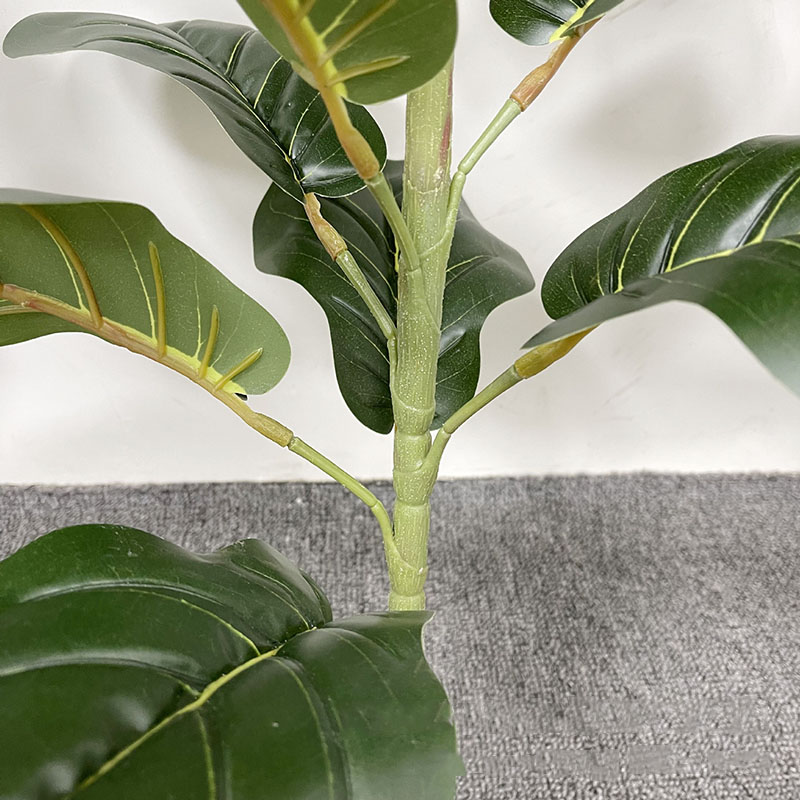 Tanaman pohon Ficus besar 59in - Fiddle Leaf Fig ulasan dan harga