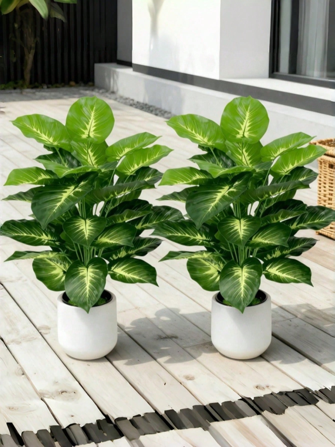 Pohon Uang Buatan Berukuran Be - Pothos ulasan dan harga